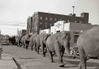 1950 Circus Comes To Town